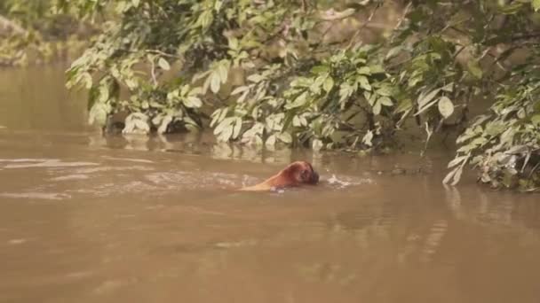 Mono Lanudo Común Nadando Río Luego Subiendo Árbol Cámara Lenta — Vídeo de stock