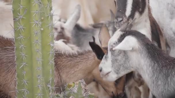 Group Domestic Goats Eating Next Spiky Cactus Close – Stock-video