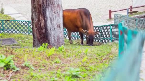 一头棕色奶牛在树干和木栅栏之间吃草的固定镜头 这类奶牛通常被称为水牛或褐牛 — 图库视频影像