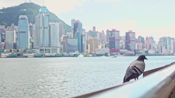 Tsim Sha Tsui Hong Kong Daki Victoria Habour Korkuluklarında Bekleyen — Stok video
