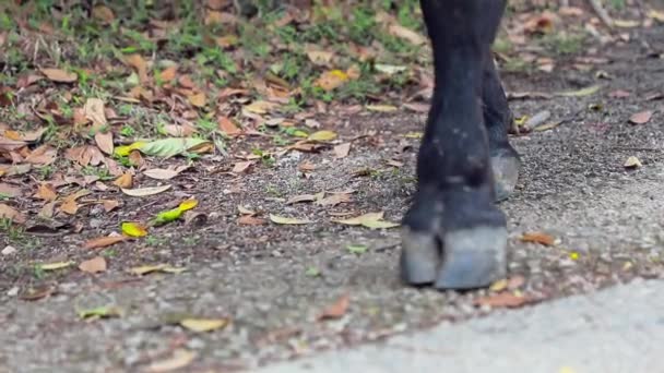 Ölü Yapraklarla Çimentoda Yürürken Ineğin Ayaklarının Sabit Bir Görüntüsü Tür — Stok video