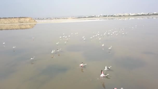 Seguimiento Tiro Flamencos Volando Lejos Clear Salt Lake Larnaca City — Vídeos de Stock