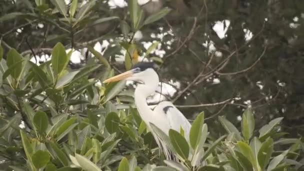 Retrato Una Garza Cocoi Posada Ramas Árboles Bosque Río Poco — Vídeo de stock