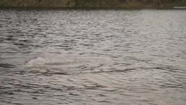 Amazon River Dolphin Swimming River Colombia Slow Motion — Stock Video