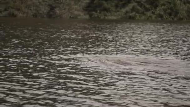 Swimming Amazon River Dolphin Rippled Water Colombia Wide — Stock Video