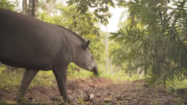 Zuid Amerikaanse Tapir Walking Tropisch Amazonewoud Langzame Beweging — Stockvideo