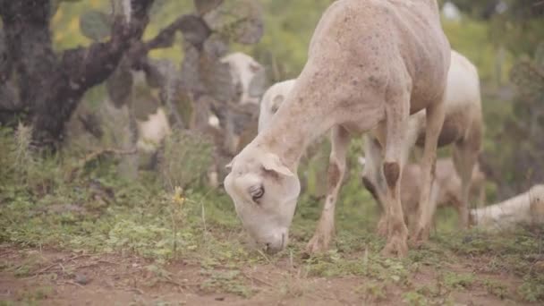 白天在荒芜的牧场上吃草的一群野羊 慢动作 — 图库视频影像