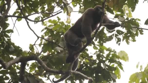 Macaco Lanoso Macho Saltando Para Outra Árvore Ramos Floresta Tropical — Vídeo de Stock