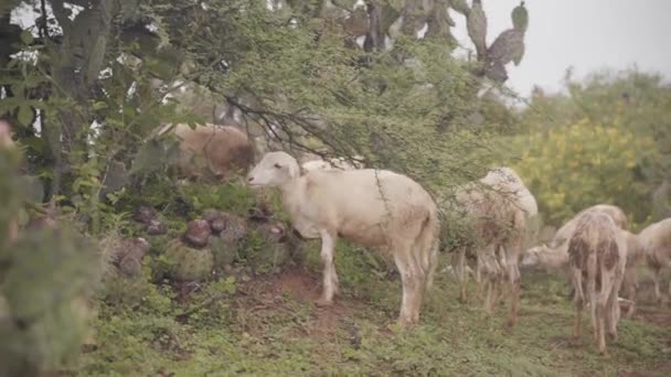 Herd Goats Pasture Cactus Close — Video
