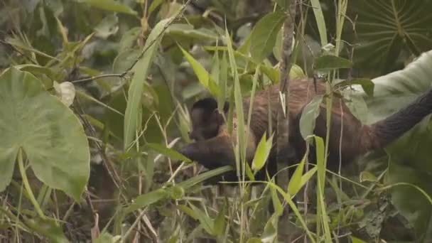 Kapuçin Maymun Yeme Bitkileri Çektikten Sonra Yağmur Ormanlarındaki Bir Ağaçtan — Stok video