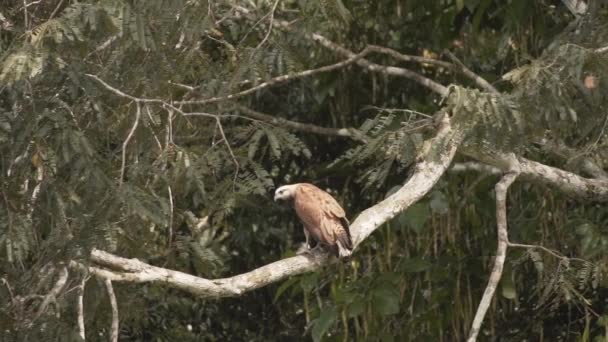Brahminy Kite Bird Posado Una Rama Árbol Bosque Ángulo Bajo — Vídeo de stock