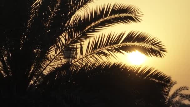 Tiro Baixo Ângulo Pôr Sol Atrás Palmeira Silhuetas Palmeiras Balançando — Vídeo de Stock