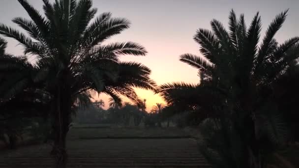 Mesmerizing View Nature Two Coconut Trees Seen Sunlight Coming Middle — Stockvideo