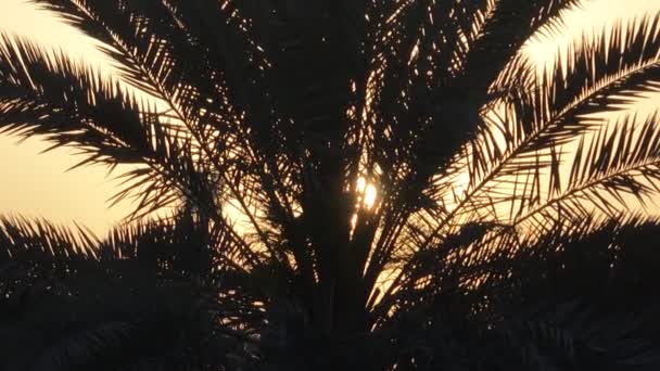Εναέρια Λήψη Χαμηλής Γωνίας Φοινικόδεντρου Ηλιοβασίλεμα Στο Βάθος Ήλιος Λάμπει — Αρχείο Βίντεο