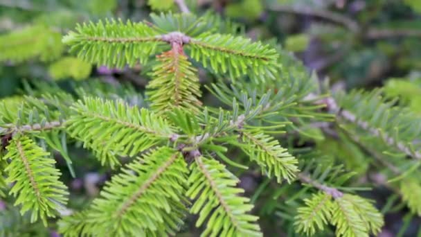 Ein Junger Neu Gepflanzter Weihnachtsbaum Einem Pflanztopf Zeigt Neues Wachstum — Stockvideo