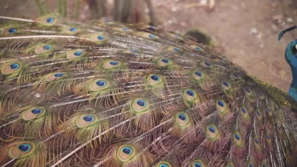 Vista Lateral Pájaro Pavo Con Hermosas Plumas Largas Disparo Mano — Vídeo de stock