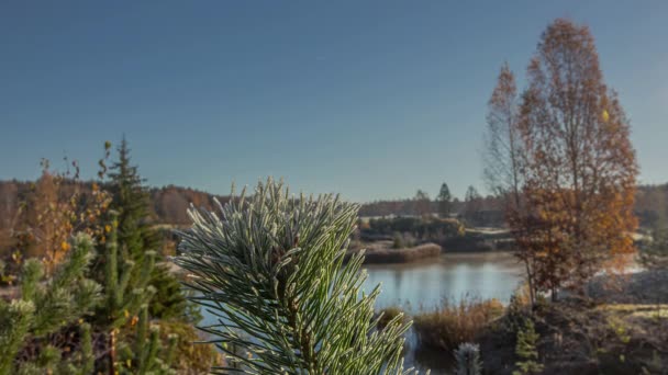 Evaporation Lake Water Spring Season Flora — Stockvideo