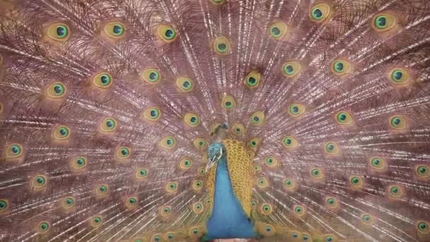 Close Peacock Displaying Its Beautiful Feathers Called Train — Vídeos de Stock