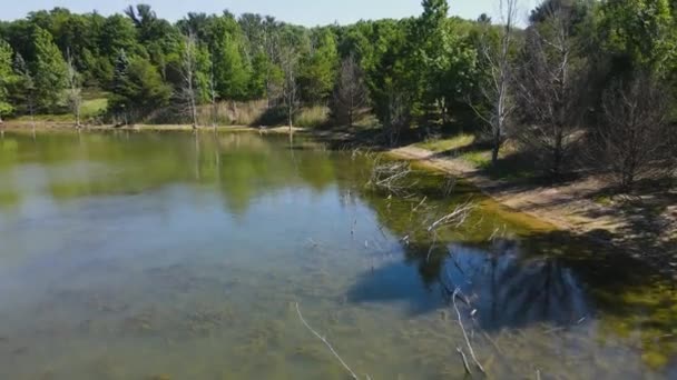 Drohne Über Die Luft Unter Wasserpflanzen Geschossen — Stockvideo