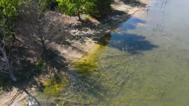 Πεθαίνοντας Δέντρα Στην Ακτογραμμή Μιας Λίμνης — Αρχείο Βίντεο