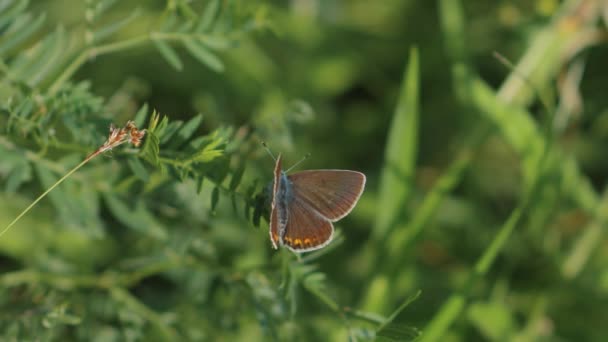 Una Mariposa Que Sienta Sobre Hierba Verde Sale — Vídeo de stock
