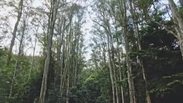 Dynamic Backward Moving Footage Eco Park Surrounded Trees Bushes Shing — Video