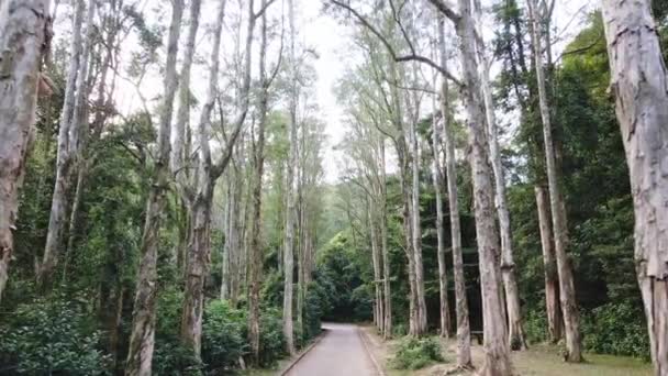 Динамічні Кадри Прогулянки Стежкою Парку Еко Оточені Деревами Чагарниками Біля — стокове відео