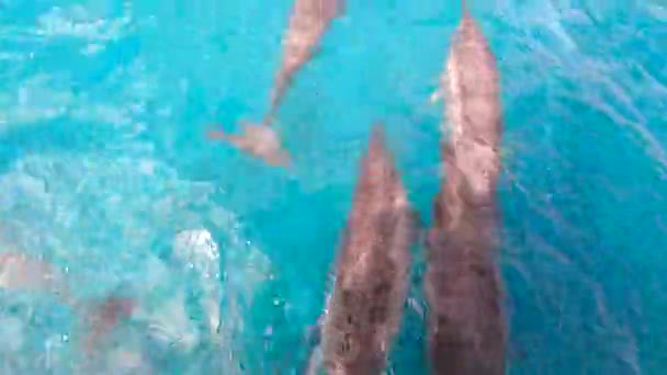 Dolphins Swimming Slow Motion Brasile — Video Stock