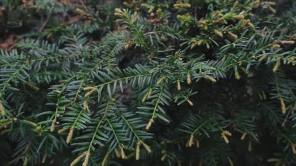 Φύλλο Δέντρου Conifer Την Άνοιξη Κοντινό Πλάνο — Αρχείο Βίντεο