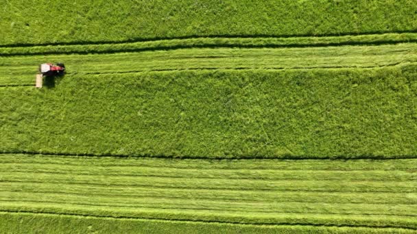 Tractor Trabajando Plantando Trigo Los Campos Fértiles — Vídeo de stock