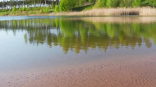 水面の緑豊かな森 公園の湖 暖かい光の反射 — ストック動画