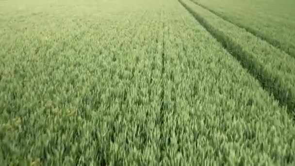 Mittlere Antenne Über Grünen Weizenfeldern Auf Landwirtschaftlichen Flächen Großbritannien — Stockvideo