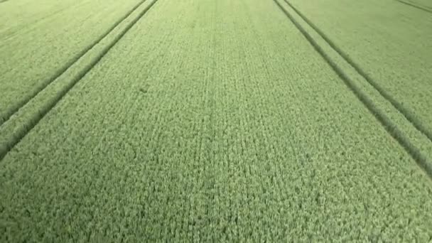 Aerial Fly Green Wheat Crop Field Tractor Tracks — Video