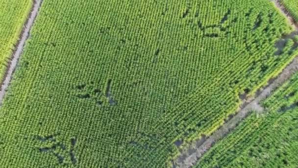 Aerial View Ricefields Taiwan Taipei Beitou — Stockvideo