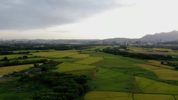 Reisfelder Vororten Von Taipeh Taiwan — Stockvideo
