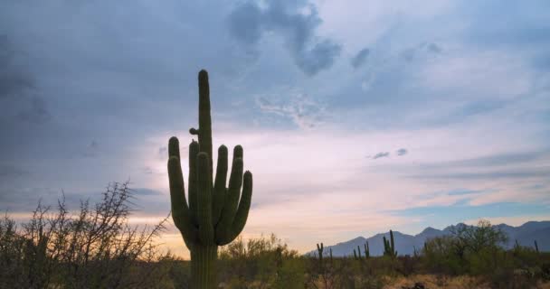 Timelapse Magas Saguaro Arizona Sivatagban Monszun Szezonban Sok Felhő Mozgás — Stock videók