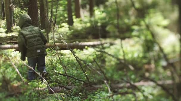 Παιδί Μόνο Στο Δάσος Ένα Παιδί Τουρίστας Χάθηκε Στη Συστάδα — Αρχείο Βίντεο