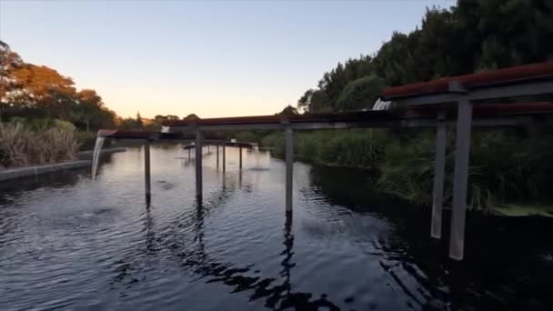 Small Birds Swooping Water Feature Lake Sydney Park Australia — Stockvideo