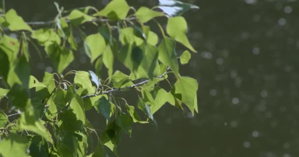 Gałąź Zielonymi Liśćmi Kołysze Się Pokojowo Nad Lśniącą Rzeką — Wideo stockowe