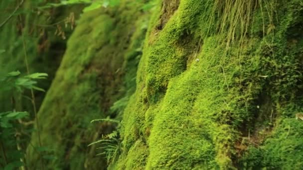 Rocks Overgrown Dense Moss — Stock Video