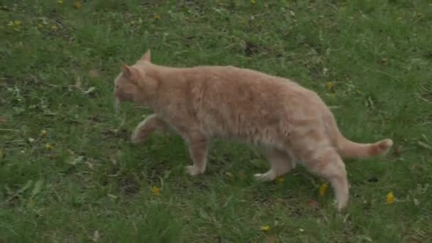 Oranje Tabby Kat Slinkt Door Weelderig Groen Gras Huiskat — Stockvideo
