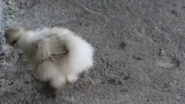 白色的丝雀啄食了地板上的小昆虫 宠物在寻找食物时的行为 — 图库视频影像