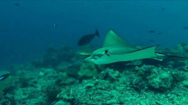 Eagle Ray Passing Close Front Camera Tropical Coral Reef Maldives — Vídeo de Stock