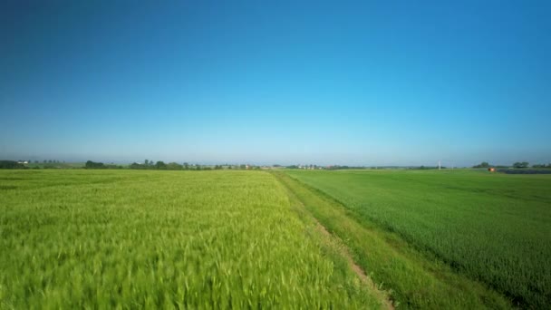 Barley Field Blue Sky Text Space Low Aerial Slide Left — Stock Video