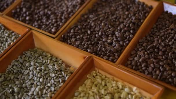 Different Types Coffee Beans Close Hand Touching Coffee Beans Coffee — Stock Video