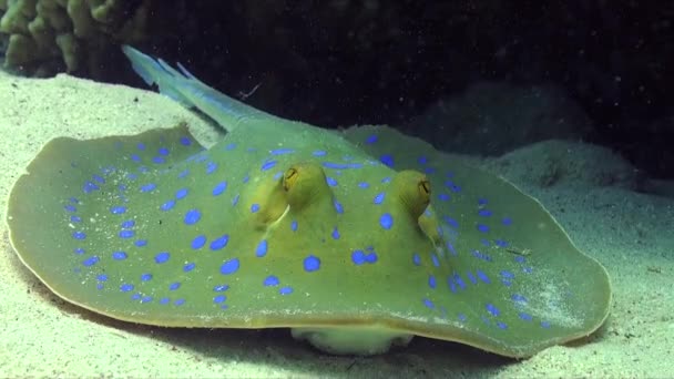 Blue Spotted Ribbontail Ray Close Sandy Ocean Floor — Video