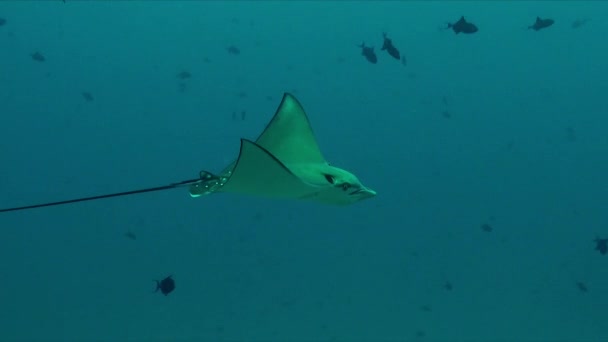 Eagle Ray Passing Coral Reef Many Red Tooth Triggerfish Blue — Stockvideo