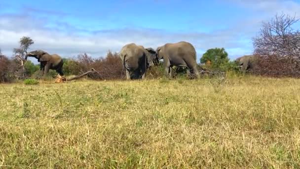 Group African Elephants Eating Leaves Trees Meadow Blue Sky — Stockvideo