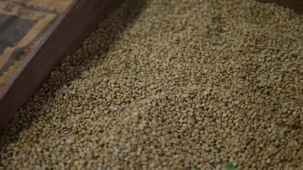 加工厂里的许多咖啡豆 红辣椒 烘焙咖啡 — 图库视频影像