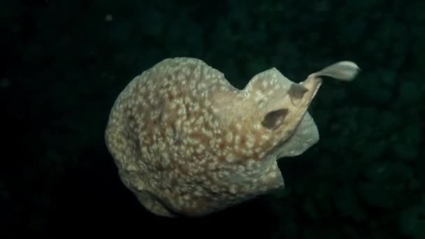 Rare Electric Ray Swimming Coral Reef Night — Stockvideo